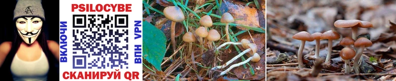 Купить закладки Пласт Псилоцибиновые грибы MAGIC MUSHROOMS